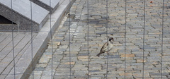 Passer domesticus