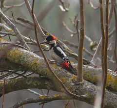 Dendrocopos syriacus