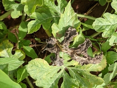 Cucumber mosaic virus