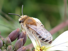 Colletes dimidiatus