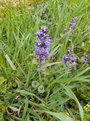 Ajuga reptans