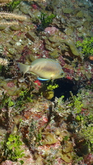 Hypoplectrus aberrans