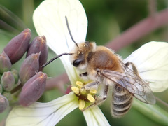 Colletes dimidiatus
