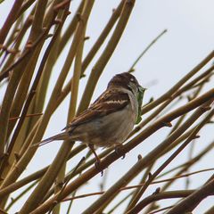 Passer domesticus