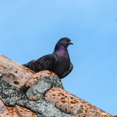 Columba livia domestica