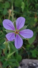 Erodium gruinum