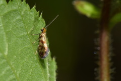 Micropterix tunbergella