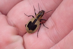 Graphipterus cordiger