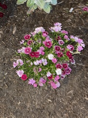 Dianthus