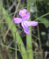Calopogon pallidus