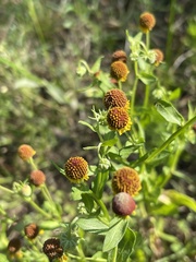 Helenium microcephalum