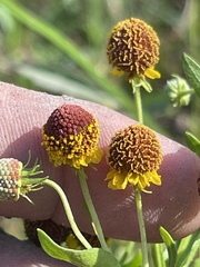 Helenium microcephalum