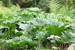 Gunnera manicata