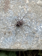 Mitopus