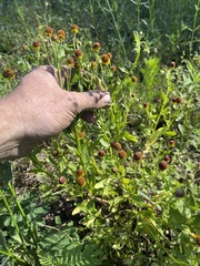 Helenium microcephalum