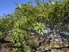 Quercus crassipes