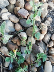 Medicago rigidula