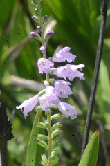 Physostegia purpurea