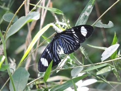 Hypocrita fenestraria