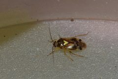 Orthops basalis
