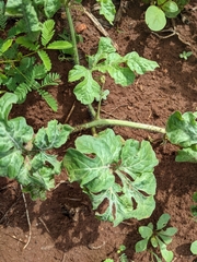 Cucumber mosaic virus