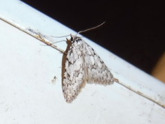 Nola cicatricalis