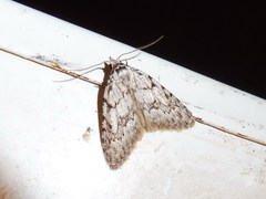 Nola cicatricalis