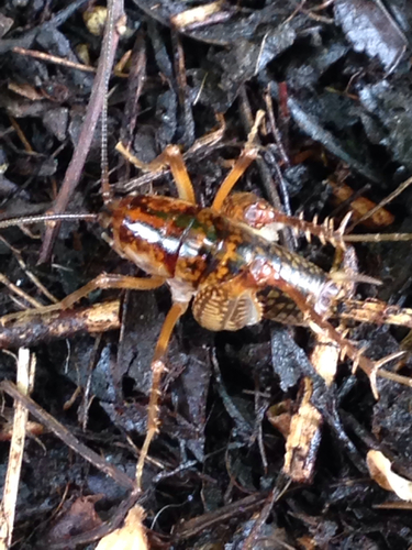 Rhaphidophoridae