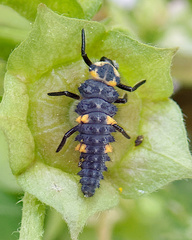 Coccinella septempunctata