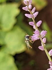 Ischiodon aegyptius