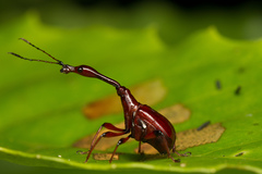 Paratrachelophorus nodicornis