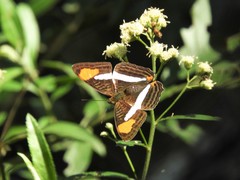 Adelpha thessalia
