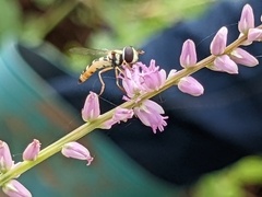 Ischiodon aegyptius