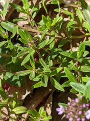 Thymus longicaulis