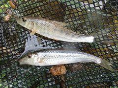 Longnose Barbel photo 2