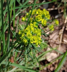 Euphorbia cyparissias