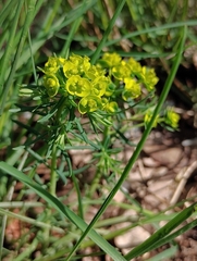 Euphorbia cyparissias