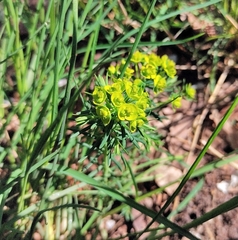 Euphorbia cyparissias