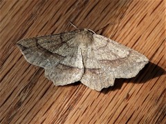 Euchlaena marginaria