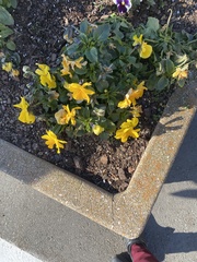 Viola × wittrockiana