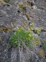 Draba aizoides