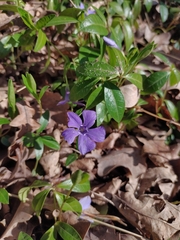 Vinca minor