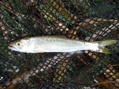 Amur Three-Lips photo 3