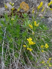 Draba aizoides