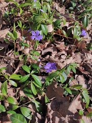 Vinca minor