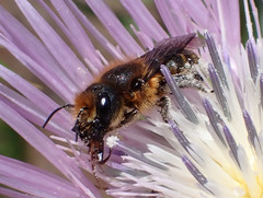 Osmia latreillei