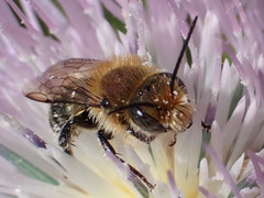 Osmia latreillei