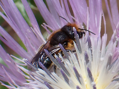 Osmia latreillei