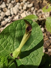 Aristolochia lutea
