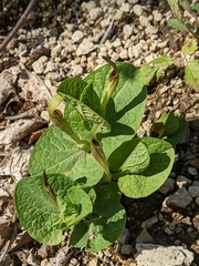 Aristolochia lutea